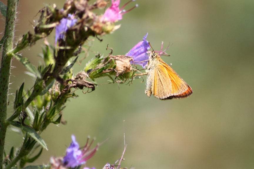 OCHLODES? tHYMELICUS ACTAEON?